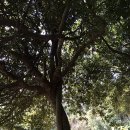 함평 기각리붉가시나무자생북한지 이미지