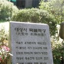 대성사목불좌상 이미지