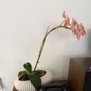 엄마의별장 | 안양 삼막사 대형카페 관악별장 아기랑 가기 좋은 카페 후기