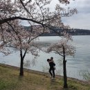 이기사오토바이 | 경주 보문단지 벚꽃, 보문 카라반 테마파크