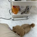 멍키매직 이미지