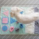 도그파파안 이미지