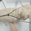 제이 애견 미용 | (부산/동래) 반려동물미용 그루머엔제이