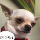 미디엄커피