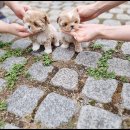 광주강아지분양 펫블리 애견 샵 이미지