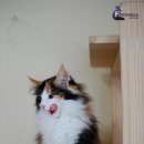 프롬시아 캐터리 이미지