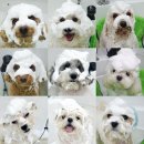 러브썸그루밍샵 이미지