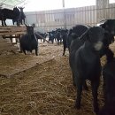 사방염소농장 이미지