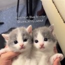 달냥이하우스 이미지
