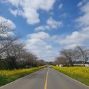 가시리 유채꽃길 이미지