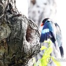 파랑새식품 이미지