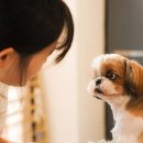 우리 애견 미용실 | 평택 서정리역 애견미용, 우리 댕댕이 미용실 후기!🐩