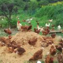 태은농장 이미지