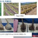 의성토종마늘