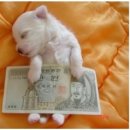 방가대게 이미지