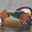 까치둥지 이미지