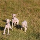 피스켄넬 이미지