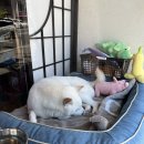 백구조명 | 교토 숙소 후기, 집밥 같은 조식이 있는 게스트 하우스 가-쥰