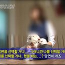 개중독