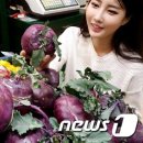콜라비