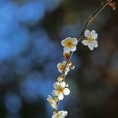 매화나무집 이미지