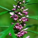 완도약산흑염소 이미지