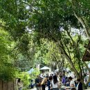 착한마켓 | 치앙마이 토요일 마켓 나나정글마켓 시간 베이커리 빵종류 솔직 후기