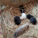 호피농장 이미지