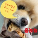 강아지 수제간식 맛있게 먹는 뉴트리밸류 반려견 간식후기