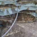 수성자연산매운탕 이미지