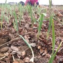 가좌농장 이미지