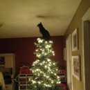 크리스마스 트리 이미지