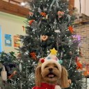 위디위키 이미지