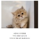 도그마루 강아지 고양이 마포용산점 이미지