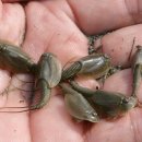 오부실천 이미지