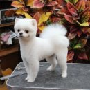 GROOMING107 이미지