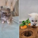 빅토리아펫 강아지고양이 잠실점 이미지