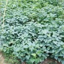 윤승하농장 이미지