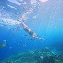 디자인조인 | 보홀 원클릭 호핑투어/ 발리카삭 조인C 후기 | 가격, 정보, 싱글차지, 식사, 고프로사진