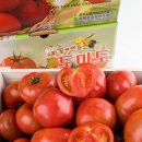 완숙미인토마토