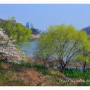 군산 은파유원지의 벚꽃이필때 풍경 이미지