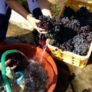 정우농장 이미지