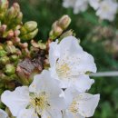 화성-장안-장안 8호 이미지