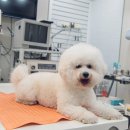 손진규동물병원 이미지