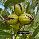 경기도 수원시 팔달구 경수대로496번길 | 피칸 이야기 ②편“자연이 키운 시간, 강가네농장 6년차의 도전”영광 법성면 월산리 761-1, 피칸의...