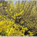 개나리공원4 이미지