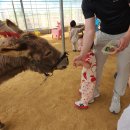 김포메추리농장 | 20개월 아기랑 부천 나눔농장 동물 먹이기주기 체험 아기염소 우유주기 영유아체험 6월 날씨에도 오케이 👌