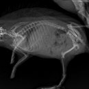 공원옆동물의료센터 이미지