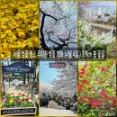 우이천변4(신화초교) | 서울 벚꽃 명소 우이천 벚꽃 개화 (4월 4일 ) 27km 봄 꽃길