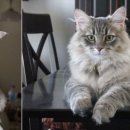 포레스트캣 이미지